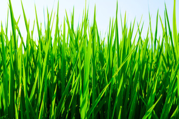 Fototapeta na wymiar close up green grass