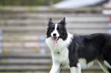ドッグランで遊ぶボーダーコリー