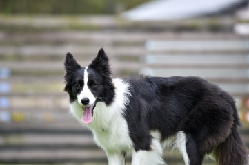 ドッグランで遊ぶボーダーコリー