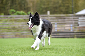 ドッグランで遊ぶボーダーコリー