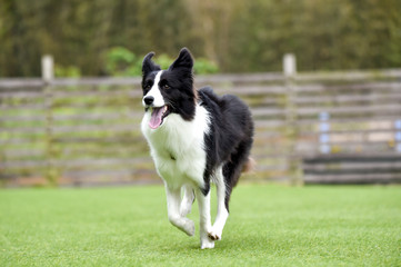 ドッグランで遊ぶボーダーコリー