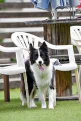 ドッグランで遊ぶボーダーコリー