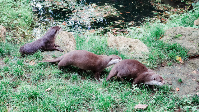 Groupe de loutres au bord de l'eau dans l'herbe de la prairie