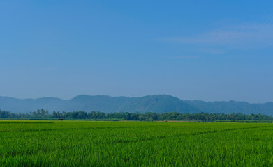 farm fields green rice nature farm blue sky background