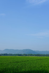 green padi rice field farm organic grass with blue sky and mountain