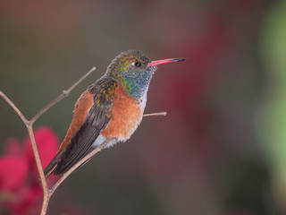 Portrait of an amazilia hummingbird on a branch  