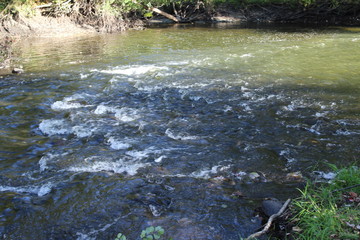stream in the forest