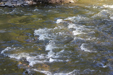 water flowing in the forest