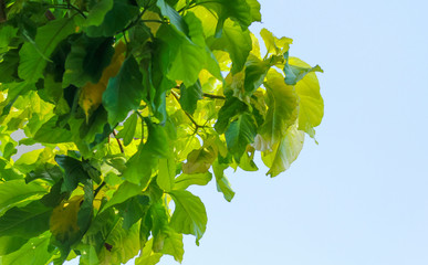 Fresh and green leaves in forest blue sky,Natural backgrounds.Bottom view