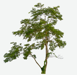 Tree isolated on a white background with a cliping path