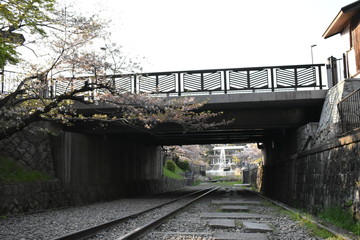 橋と線路と桜
