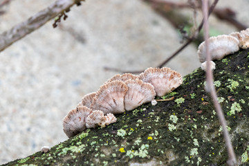 Split gill (Schizophyllum commune) mushrooms growing on a tree branch