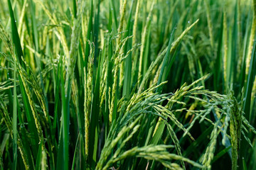 Fototapeta na wymiar close up padi rice field farm green organic