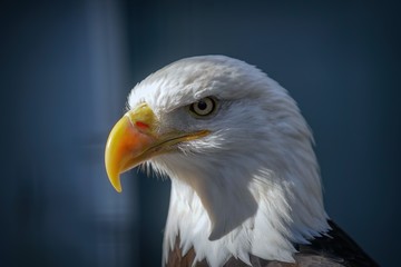 American Bald Eagle Portrait, closeup