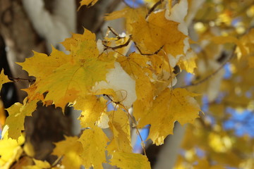 yellow maple leaves