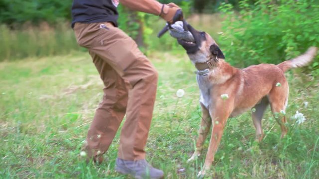 Watch Dog Is Training For Future Work Close Up Video. Belgian Malinois Aggressively Nibbles A Toy Held By Its Trainer. Dog Training Concept Video Prores 422