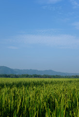 farm fields green rice nature farm blue sky background