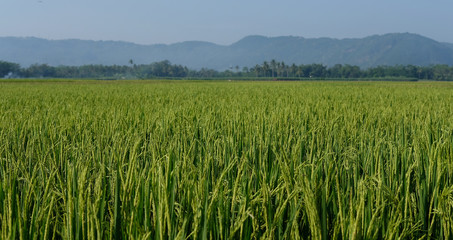 farm fields green rice nature farm blue sky background