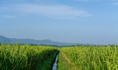farm fields green rice nature farm blue sky background