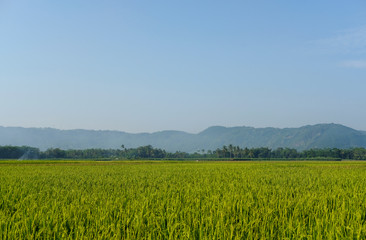 farm fields green rice nature farm blue sky background