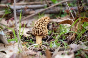 Yellow morel (Morchella) mushroom growing in the woods