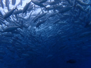 マレーシアの渦巻きギンガメアジの大群