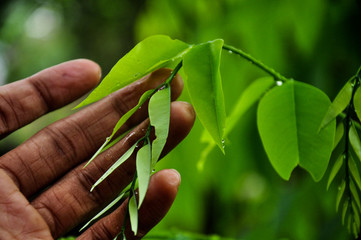 hand holding a leaf