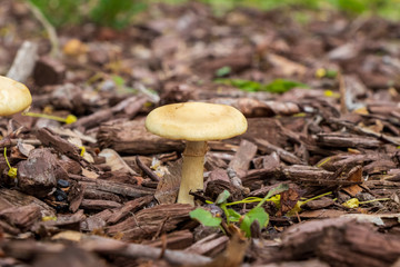 Spring fieldcap (Agrocybe praecox) mushroom growing in woodchips
