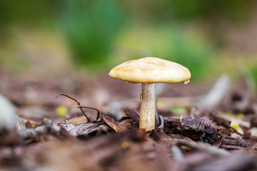 Spring fieldcap (Agrocybe praecox) mushroom growing in woodchips