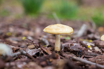 Spring fieldcap (Agrocybe praecox) mushroom growing in woodchips