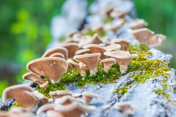 Ruddy panus (Panus neostrigosus) growing on a log