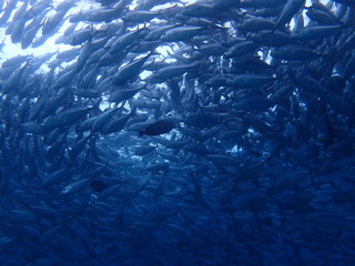 マレーシアの渦巻きギンガメアジの大群