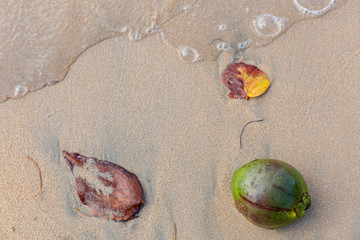 close up of a coconut 