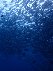 マレーシアの渦巻きギンガメアジの大群