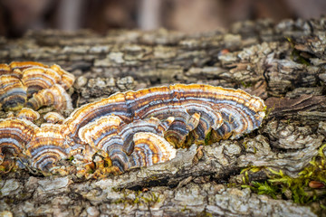 Medicinal turkey tail (Trametes versicolor) mushroom growing on a log