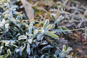 Frost on plants