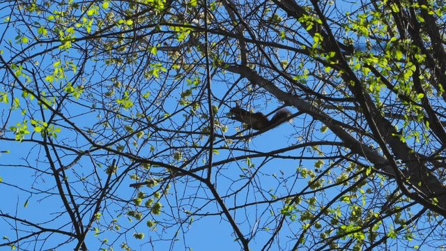 a squirrel on a tree eats leaves