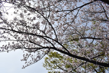 桜