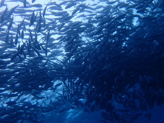 マレーシアの渦巻きギンガメアジの大群