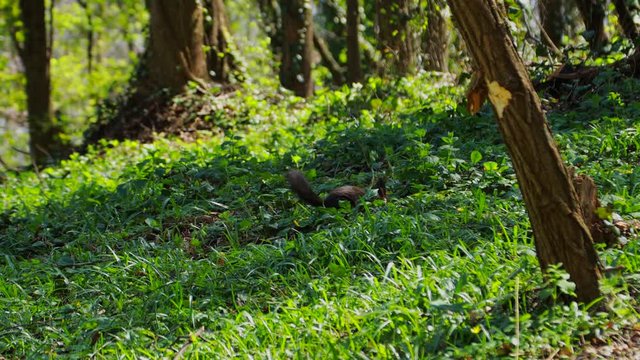 an amateur video shot of a squirrel looking for food and acorns in the grass for the winter