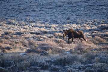 Moose cow running in Wyoming