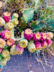 Prickly Pear