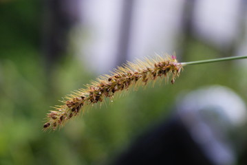 Grass Flower