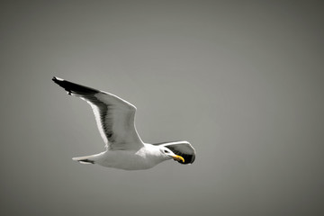 Seagull in The Sky
