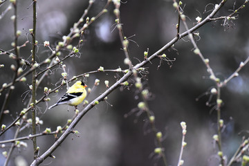American Goldfinch perched on a branch