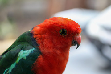 King Parrot