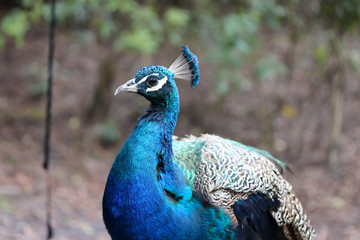 Fototapeta premium Peacock