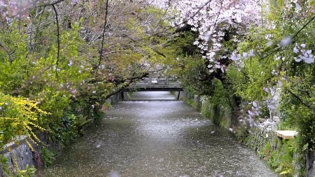 Kyoto seamless loop cinemagraph of residential neighborhood in spring with cherry blossom flower petals falling blowing in wind along river canal in April in Japan in slow motion