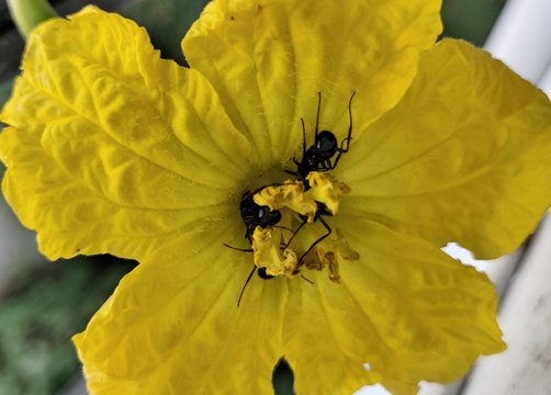 Pointed gourd flower The Cucurbitaceae, also called cucurbits and the gourd family, ants enjoying nector