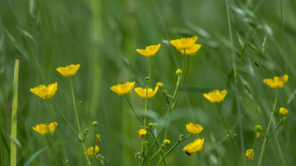 Yellow flowers in nature 